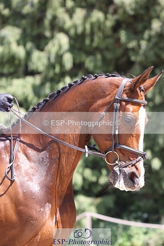 230526-134511-06383 - 368-COIRBAN_SARCO_DELUX-Rebecca_Gibbs-WEDTrotUp+DR