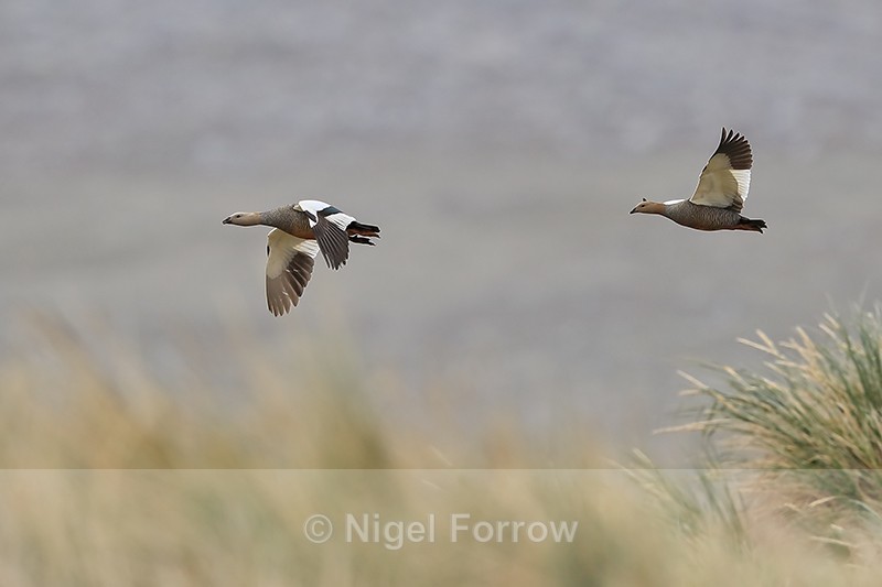 Ruddy-headed Geese flying over tussac grass, Carcass Island, Falklands - Ruddy-headed Goose
