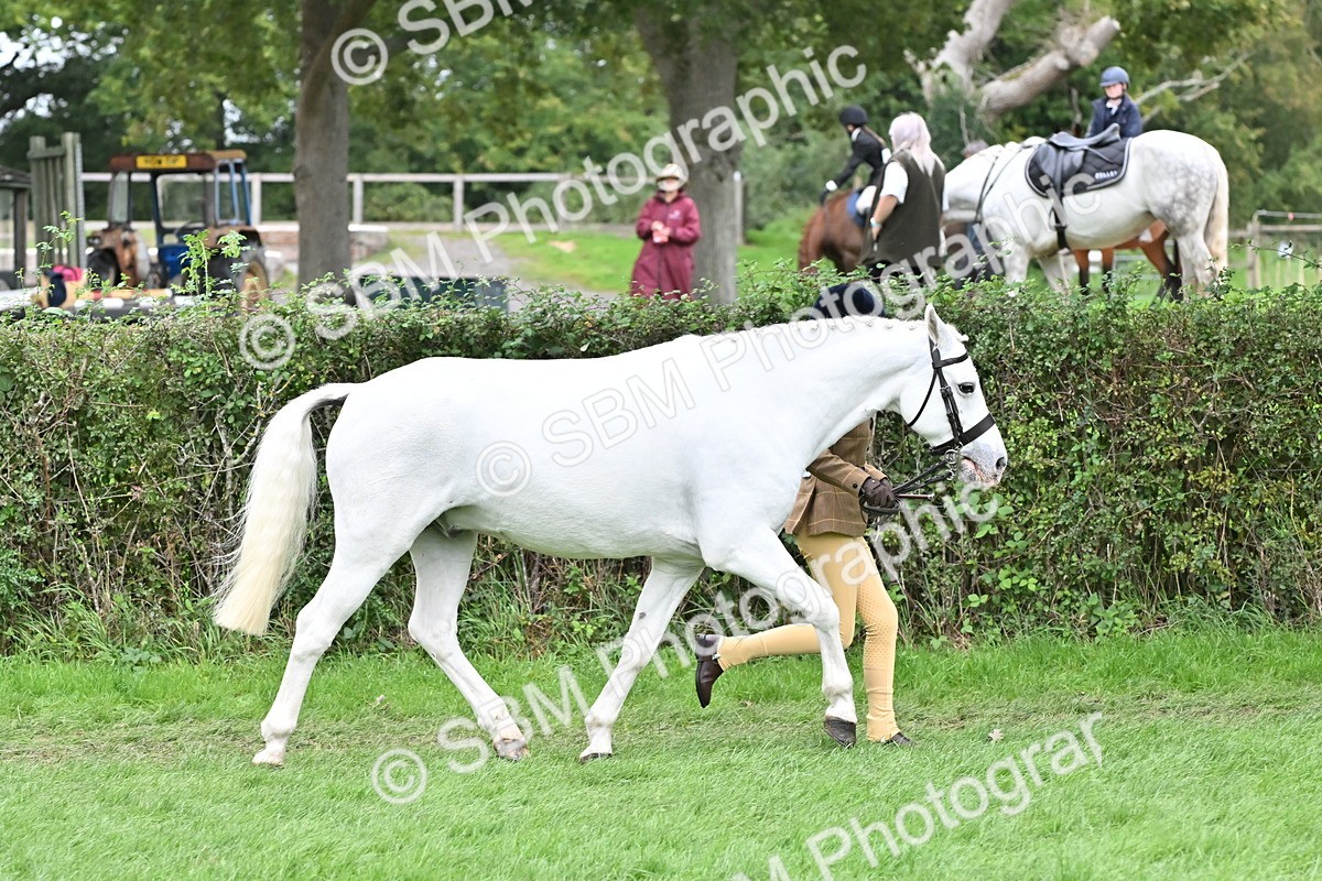 SBM_64944 - S50 - Show Pony & Show Hunter Pony In Hand