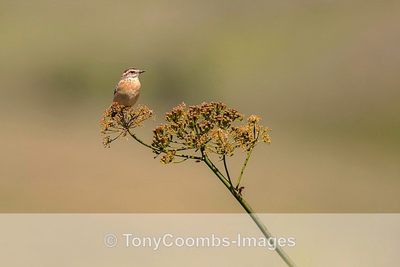 Whinchat - Lesvos ~ Other Birds