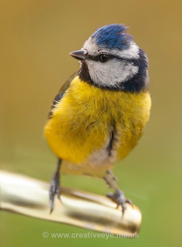 No.0072. Visiting Blue Tit. - Animal world
