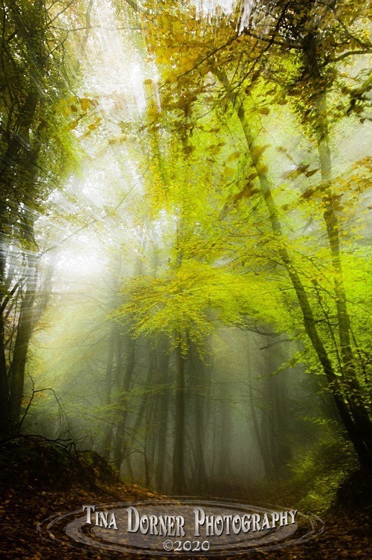 Autumn Forest of Dean. Tina Dorner Photography