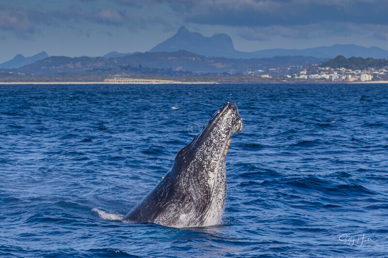 0A3A2777 Open eye and Mt Warning - 2024 Whale Photos