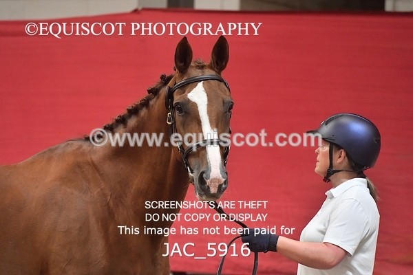 JAC_5916 - 11 Pandora of Westoak