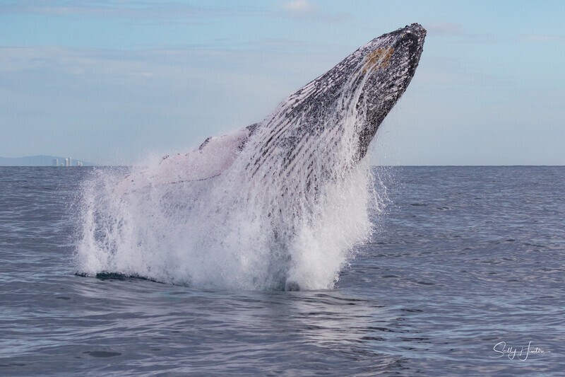 Humpback Ballet 7. 0A3A1473 - 2025 Whales