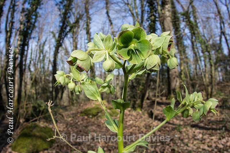  - Plants: wide-angle