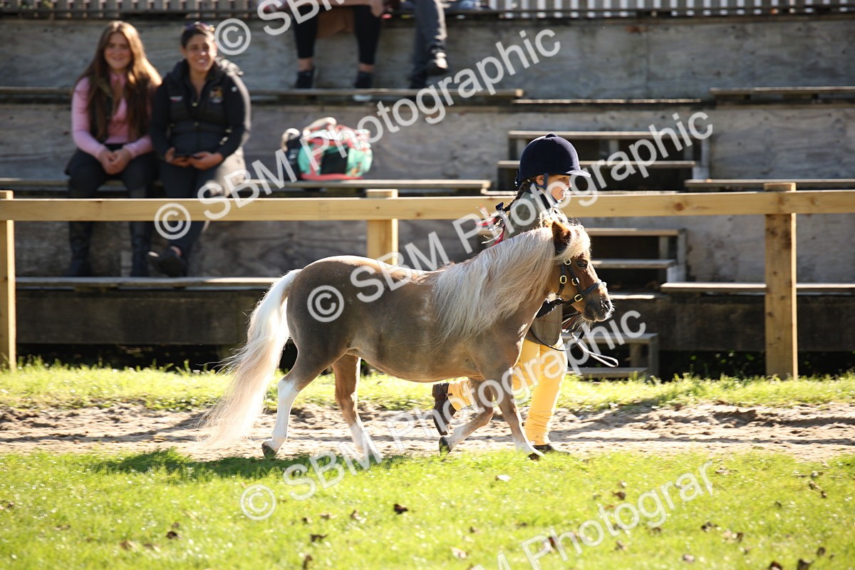 SBM_36546 - S10 - Best In Hand Horse & Pony