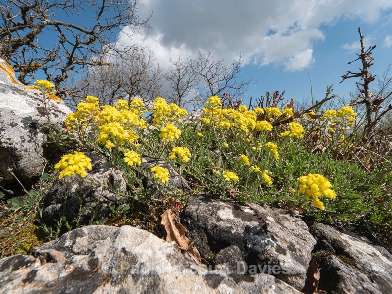 Golden or yellow Alyssum (Alyssum saxatile) - Gargano - Flowers in the Landscape