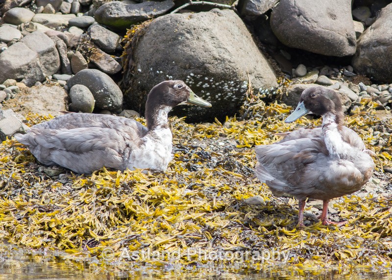 Astland Photography, Bird and Wildlife Images, Susan and Peter Wilson, U.K.