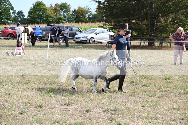 WJ6_7067 - Class 21 Shetland & Mini Horses