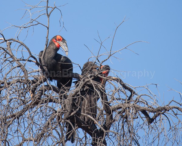 safari-379 - African Wildlife