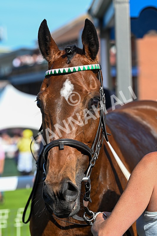 300526-Race 7-Anificas Beauty-7239 - Race 7 17.08pm Platinum Queen Play Live After Racing Handicap