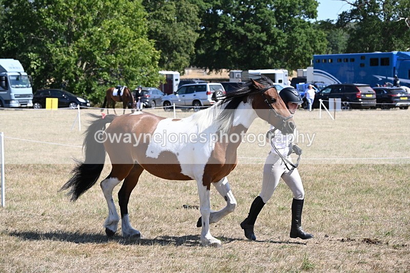 WJ6_8548 - Class 37b Best Loan Pony In-hand
