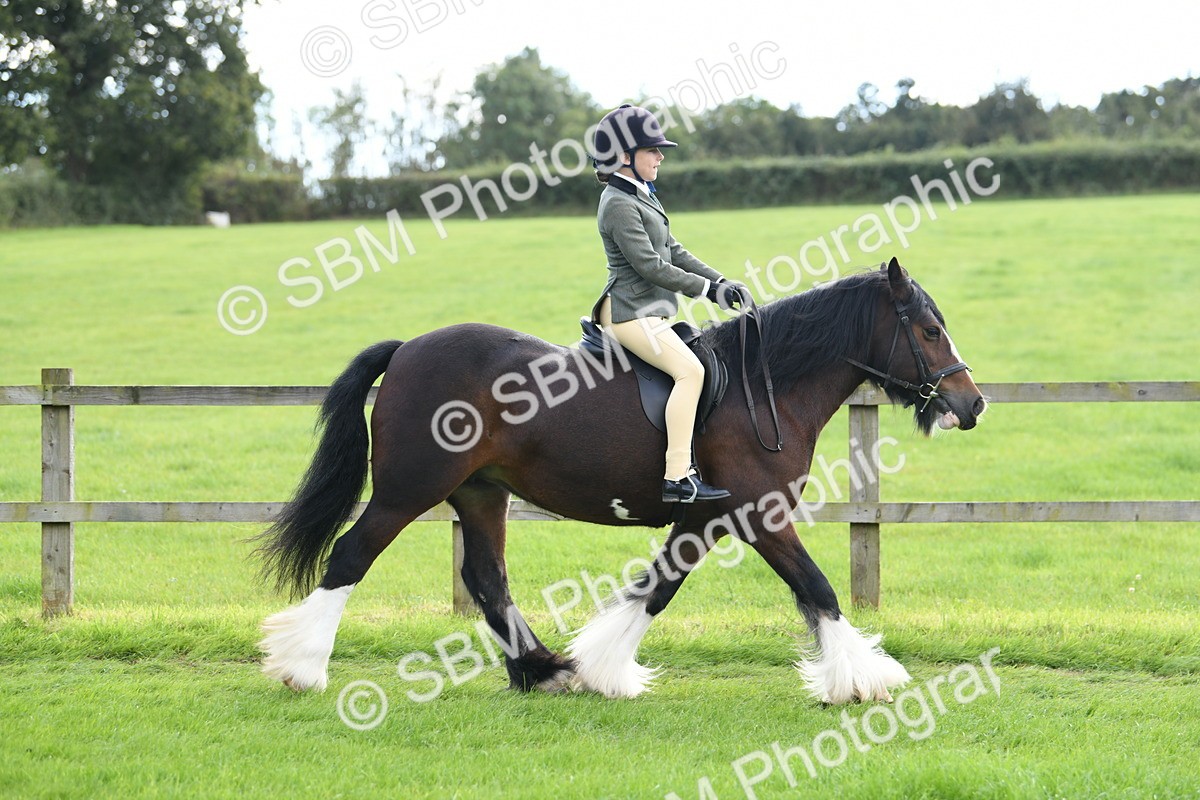 SBM_46731 - S12 - Family Horse & Pony