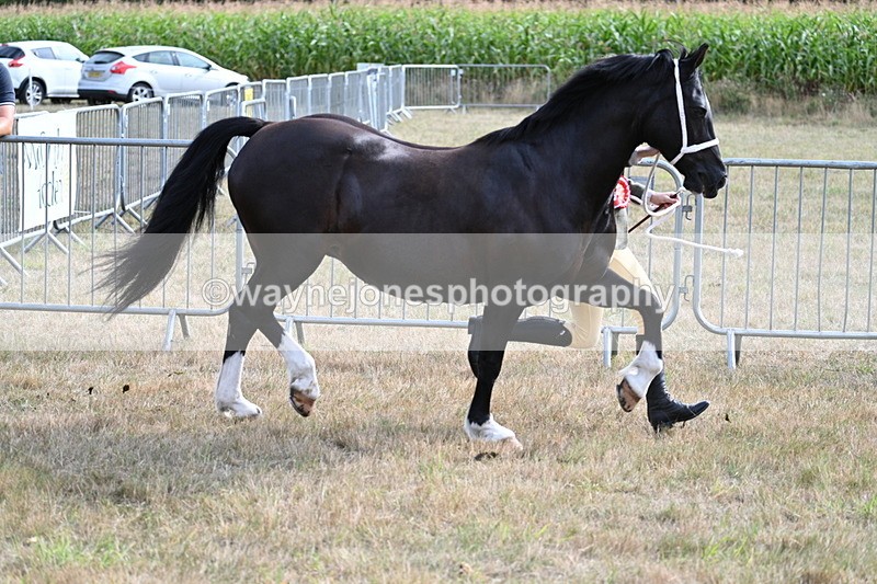 WJ7_8230 - In-hand Championship