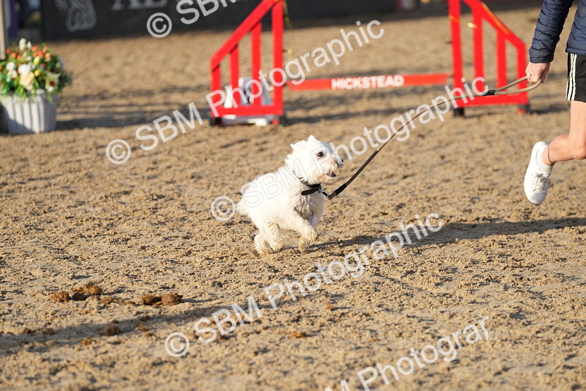 SBM_29427 - J44 - Horse & Hound Open 70cm