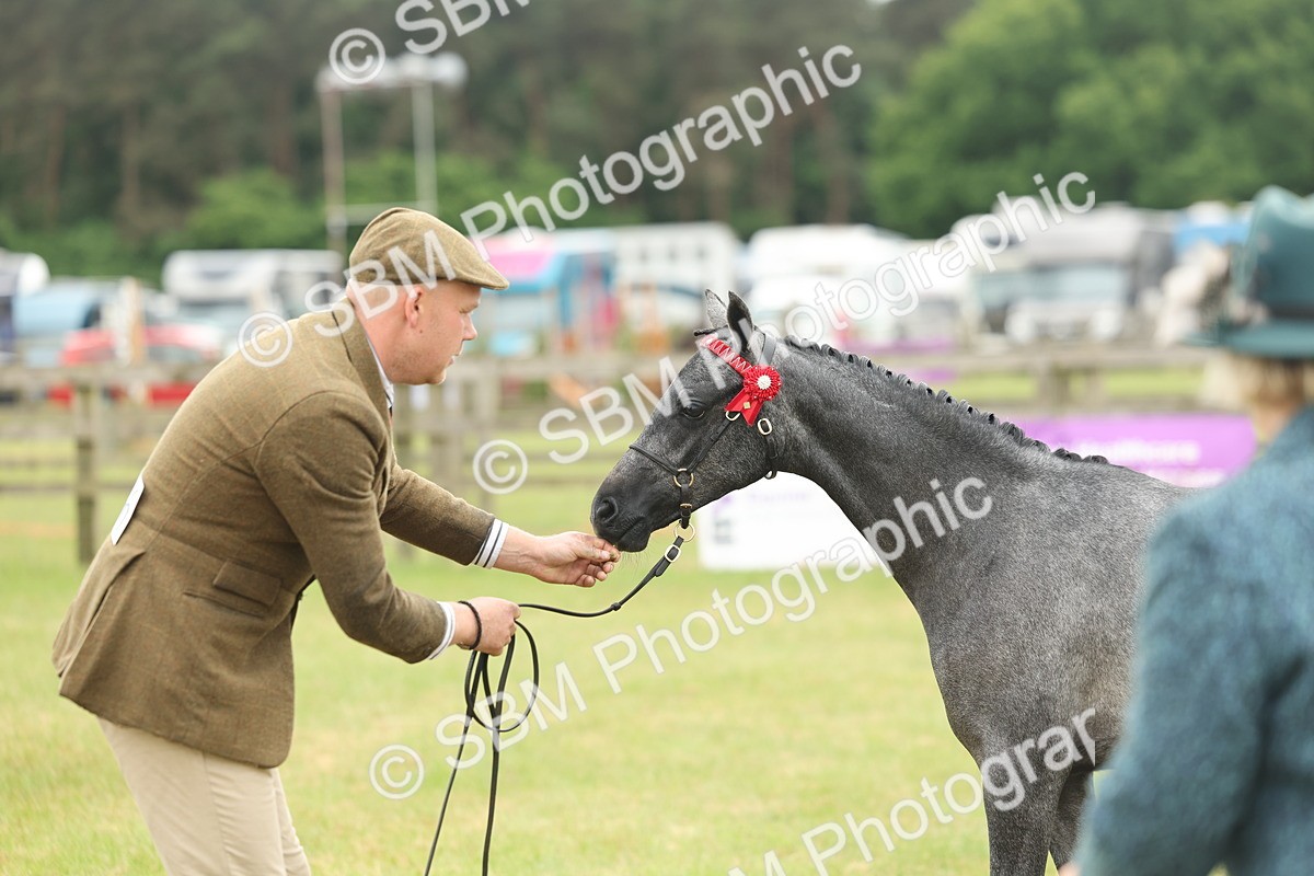 SBM_05357 - Class 68-73 - Riding Pony Breeding