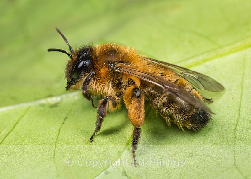 Andrena nigroaenea (f) - Andrena nigroaenea