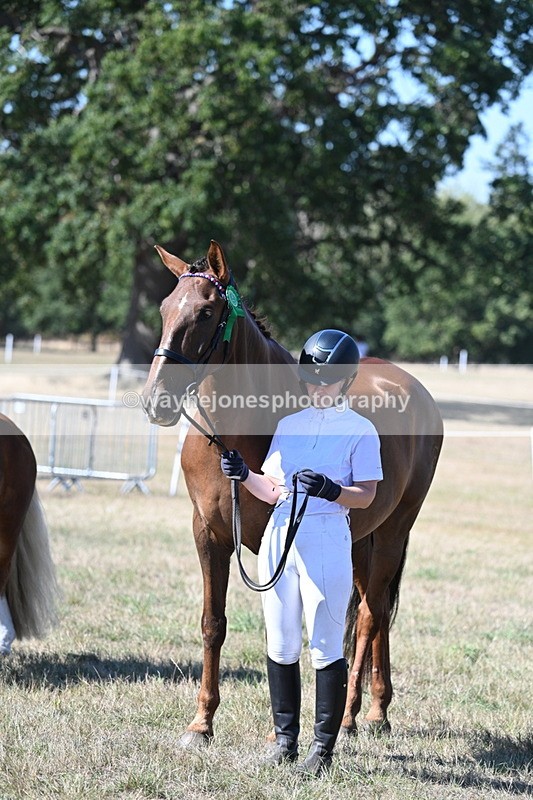 WJ7_1707 - Class 42 Most Handsome Gelding