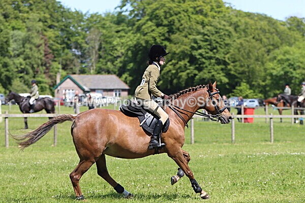 IMG_3640 - Working Hunter