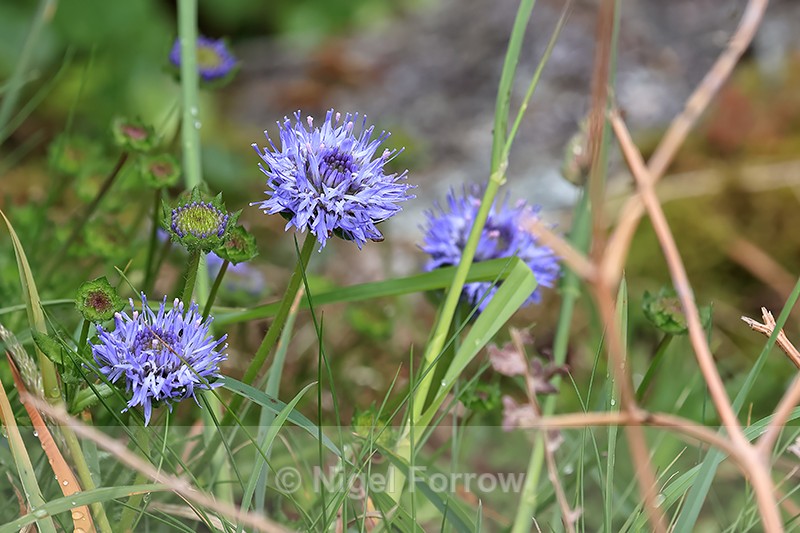 Sheep's-bit flowers, Heddon Valley, Devon, England - PLANTS