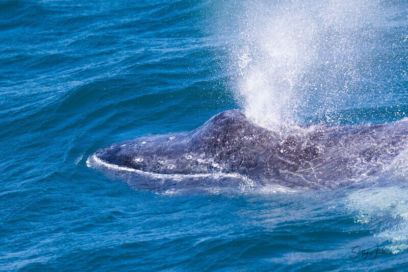 Baby Blow 1 0A3A6423 - Humpback Whales