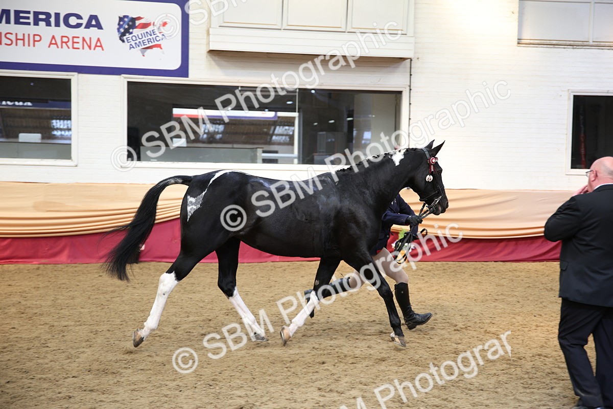 SBM_24772 - Class 906 - Supreme Final - Ridden Pre Vet