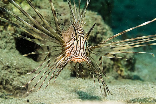 Lionfish - Red sea Egypt