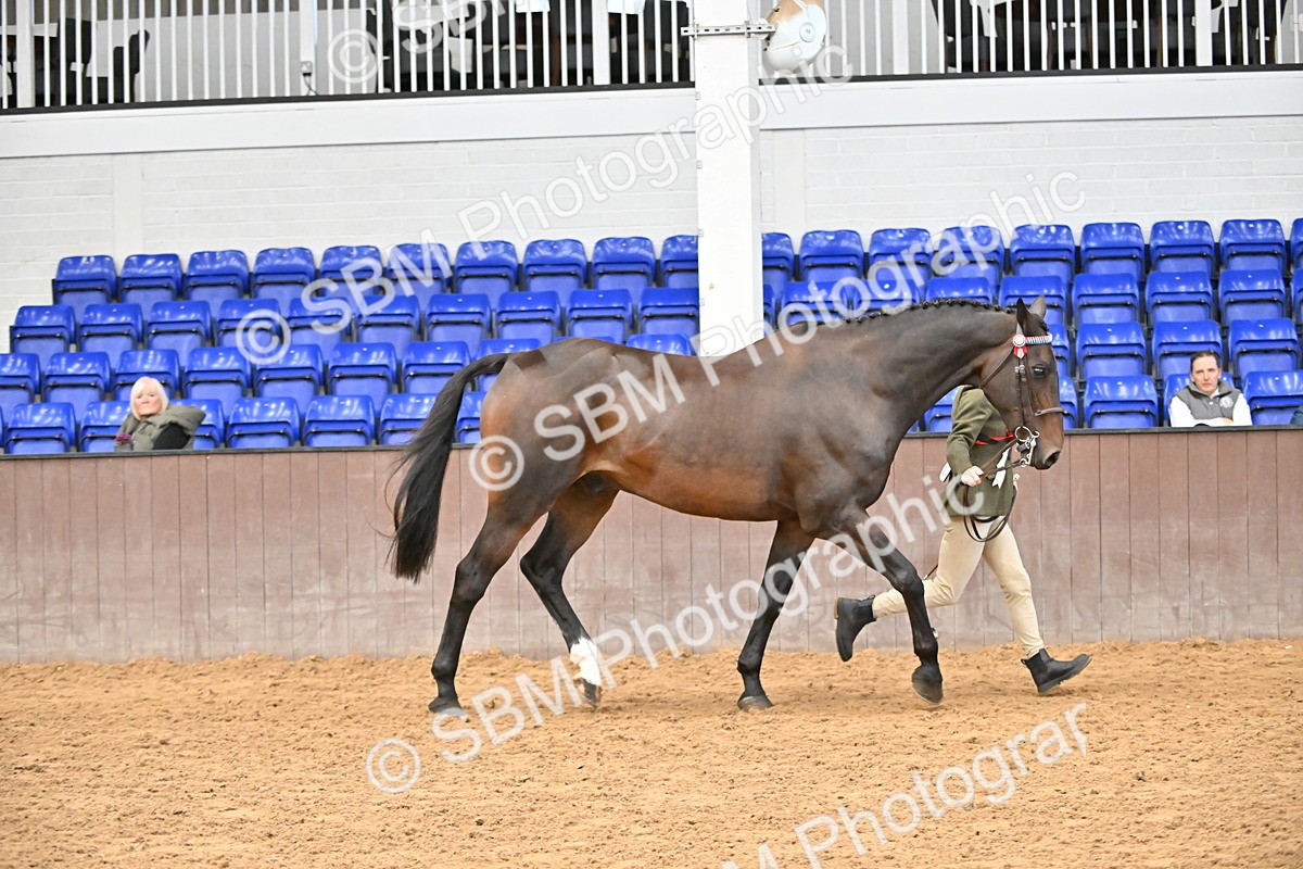 SBM_000733 - Class 14 - SSADL In Hand Championships