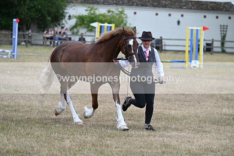WJ7_8234 - Class 4 Prettiest Mare up to 14.2hh