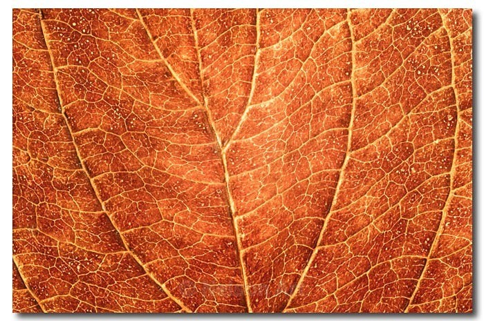 Leaf Macro - Nature