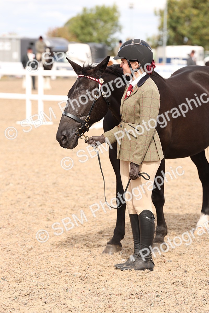 SBM_14703 - Class 208 - IH Veteran Horse