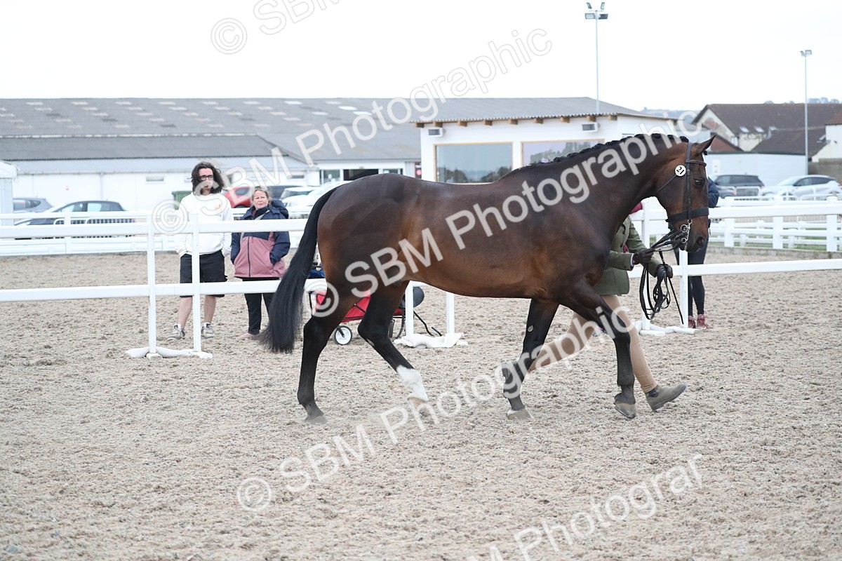 SBM_18322 - Class 318 IH Part bred Horse/Pony