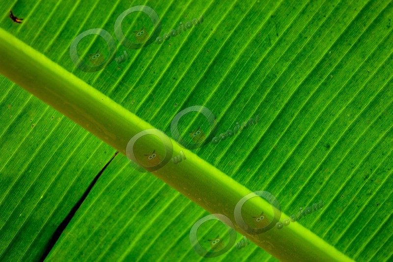 Banana-1020 - Plants and trees