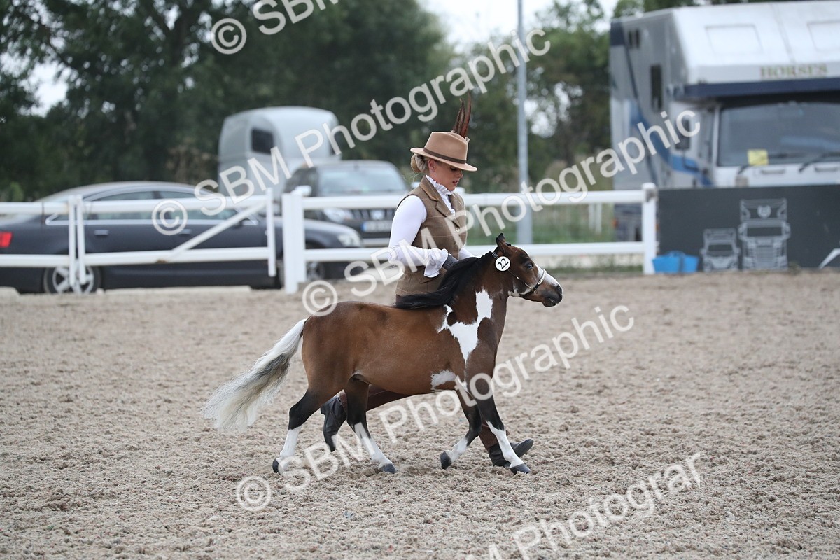 SBM_18027 - Class 317 IH Pure bred Horse/Pony