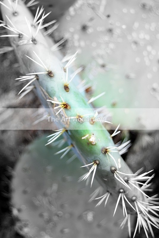  - Plants with Colour