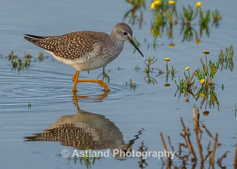 Astland Photography, Bird and Wildlife Images, Susan and Peter Wilson, U.K.