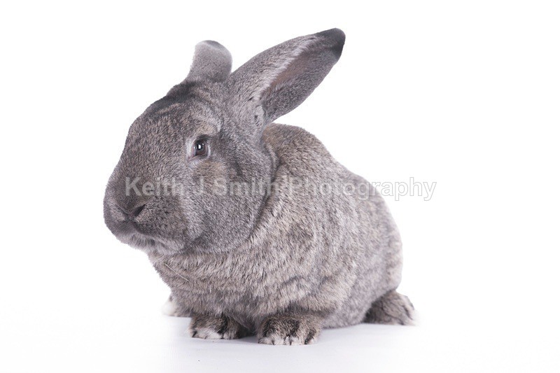 7SKJ4318 - Roaming Reptile Show III