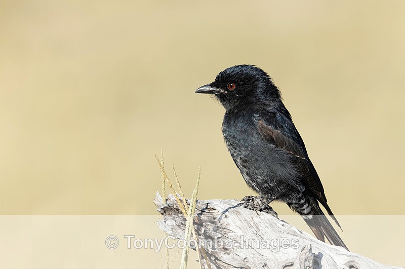Fork-tailed Drongo - Botswana ~ Birds