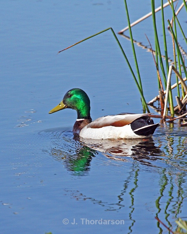  - Ducks