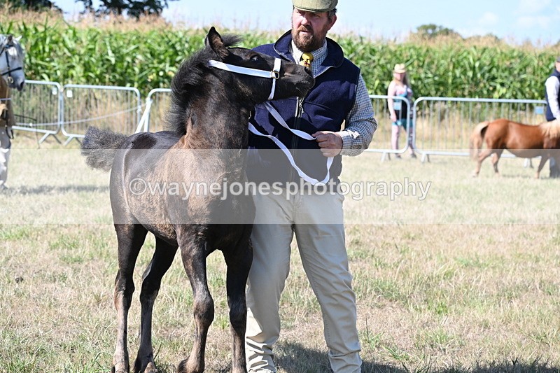 WJ6_4681 - Class 17 Mountain & Moorland