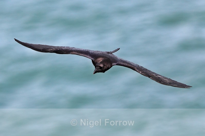 Raven in flight along the cliffs at Durlston - Raven