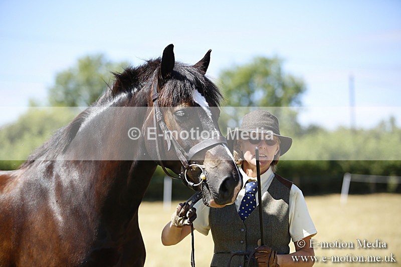 _C7A0066 - BVRC Sow 2018 Ring 2