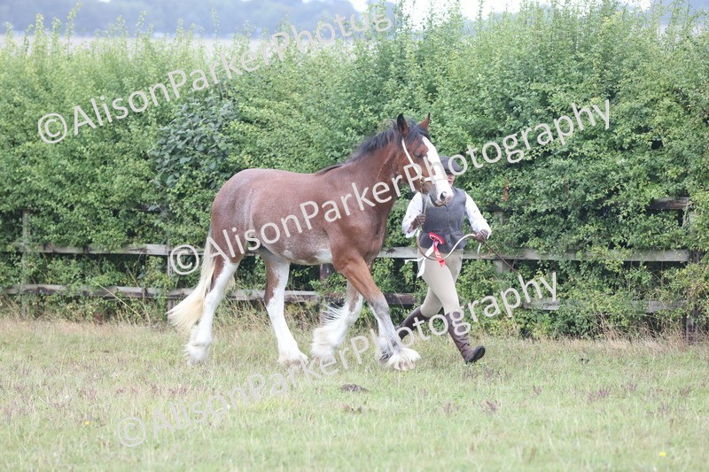 20250831-3086 - Inhand Championship