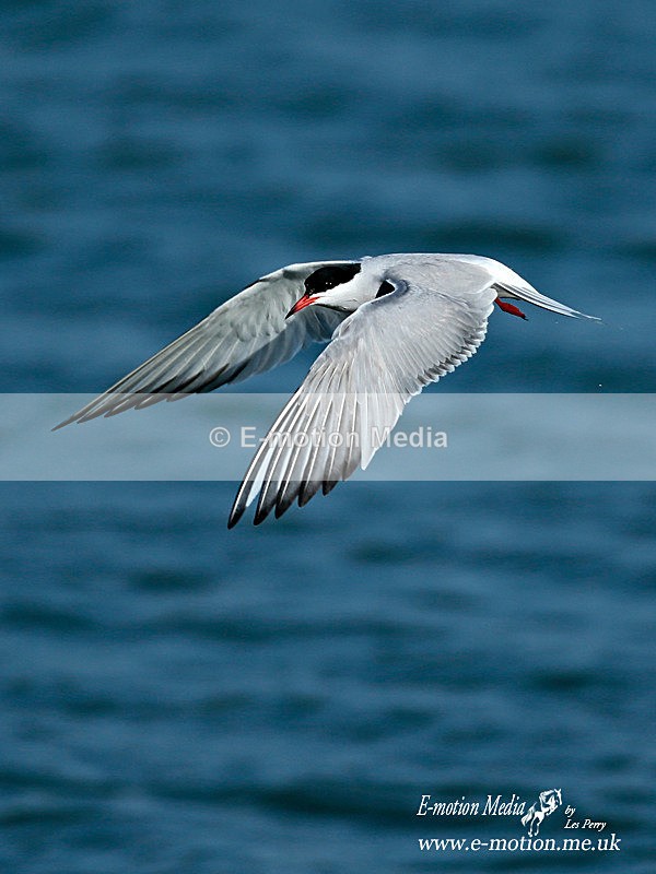 Common Tern 080613 12 - Nature