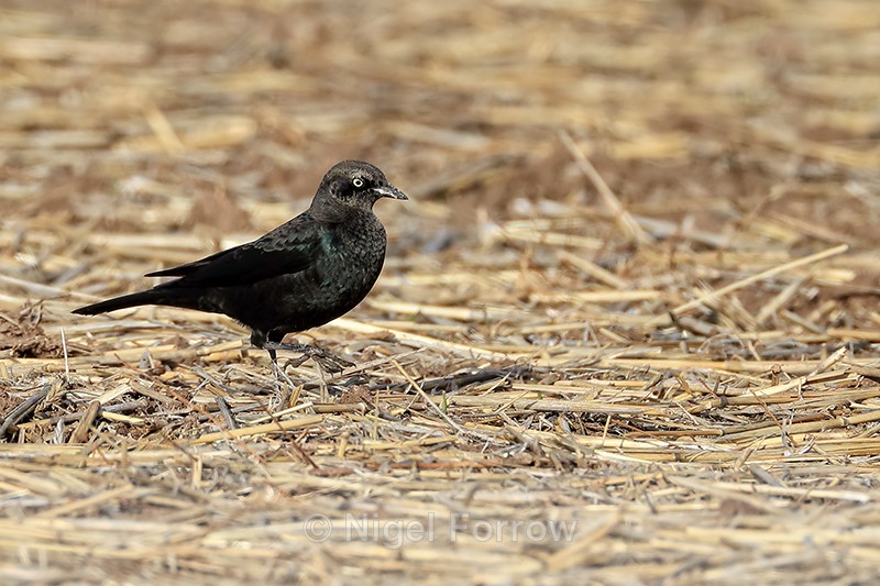 Brewer's Blackbird (male), New Mexico, USA - Brewer's Blackbird