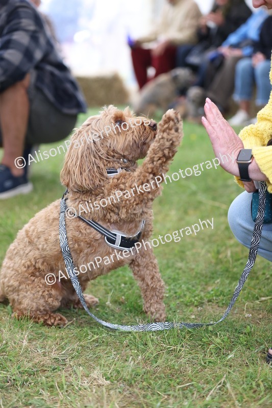 20250607-0365 - Class 9 - Scruffy or Fluffy