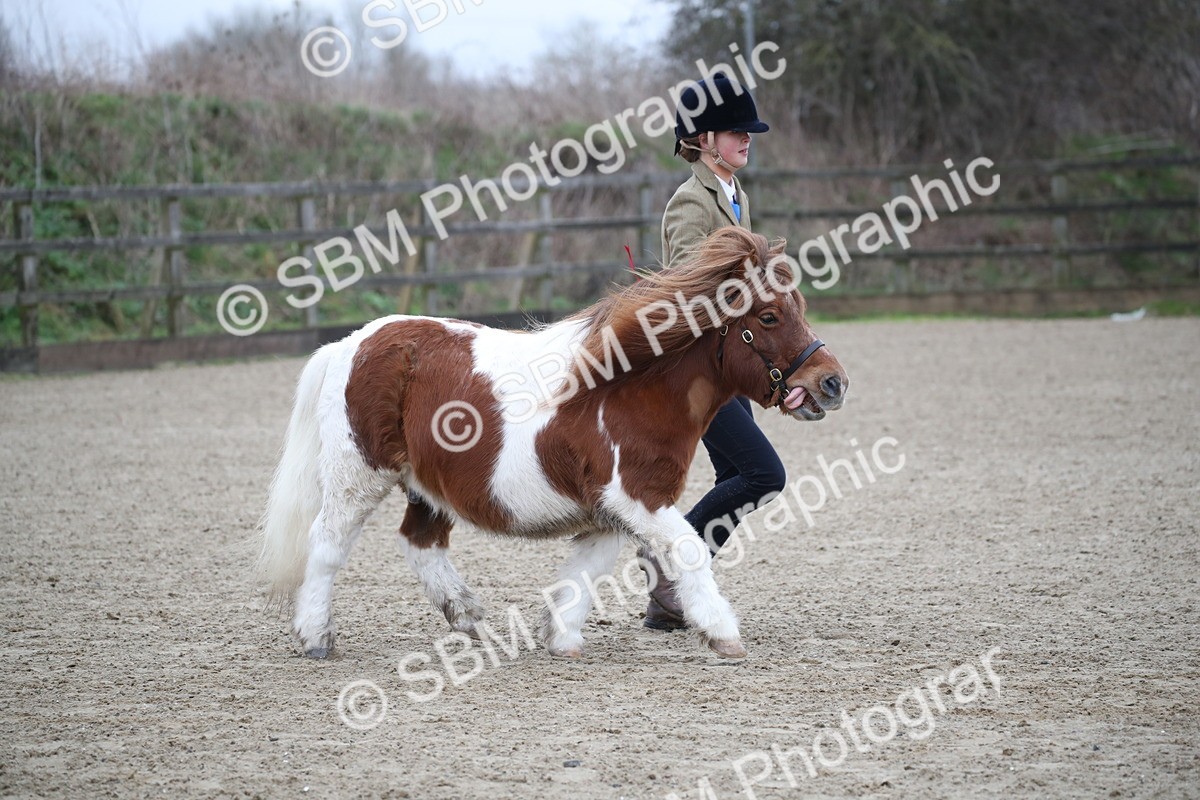 SBM_003953 - Class 1-4 - Young Stock classes Inc. In Hand Championship