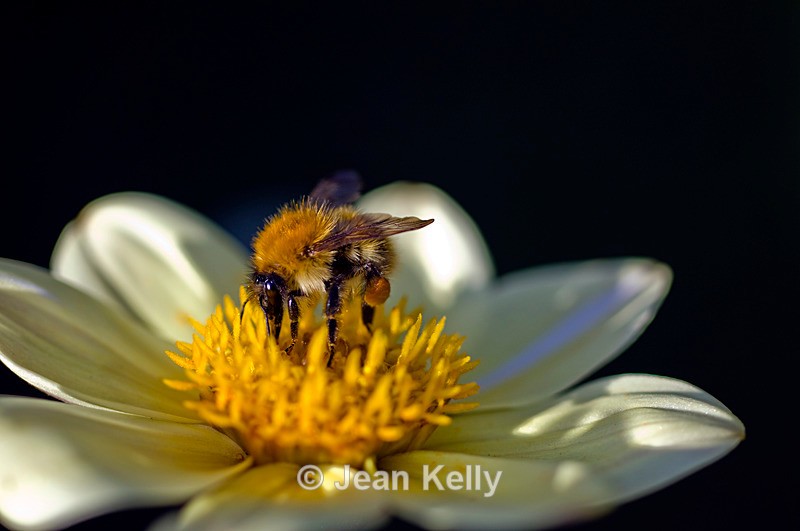 Bee - 6567 - Insects