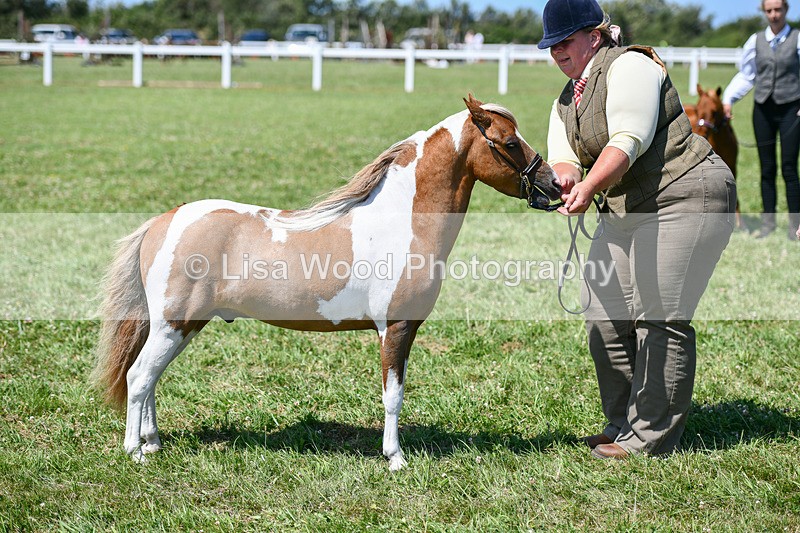 DSC_7149 - Class 61: Miniature Horse 4yrs & over